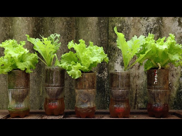 💧Self-Watering Pots From Coca Bottles - Grow Lettuce Indoors