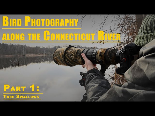 Bird Photography along the Connecticut River | Part 1: Photographing Tree Swallows with the Nikon Z9