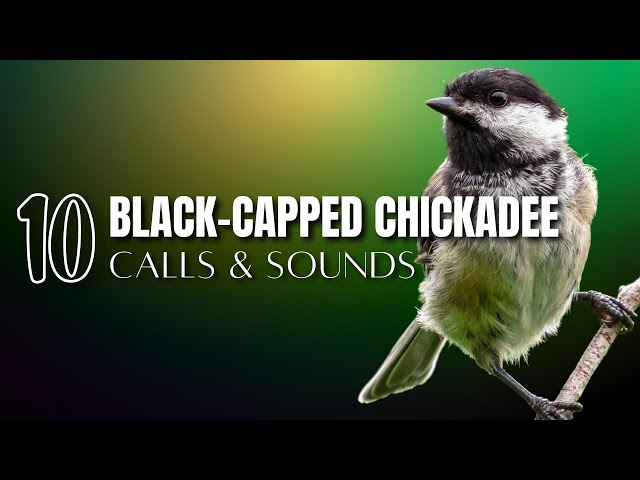 10 Black-capped Chickadee Calls and Sounds That Help Identify the Bird