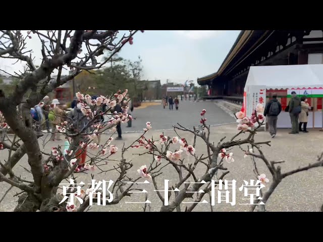 【桃の日の京都を巡る】三十三間堂を歩く Touring Kyoto 2022年3月3日【4K】Sanjusangen-do Temple