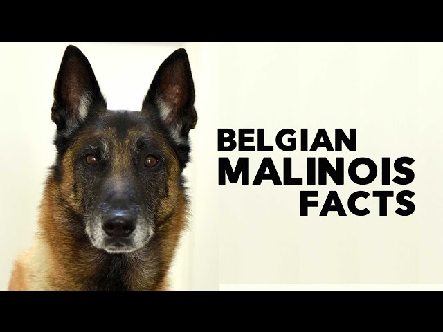 Belgian Malinois Everything You Need to Know