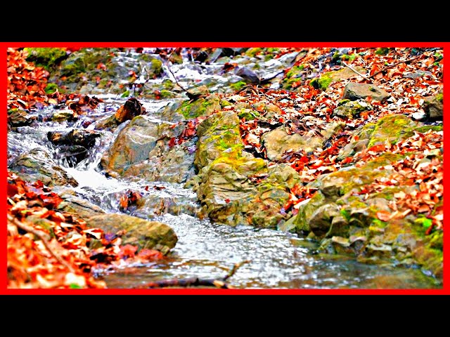 Water Sounds for Sleep or Relax, Forest Stream no Birds, White Noise Nature