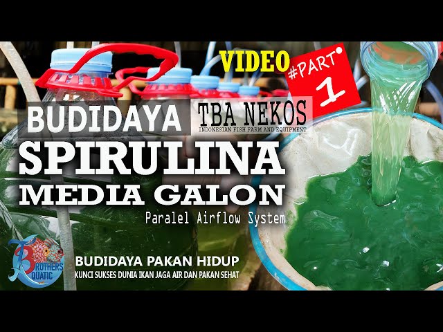 100% effective gallon media spirulina cultivation
