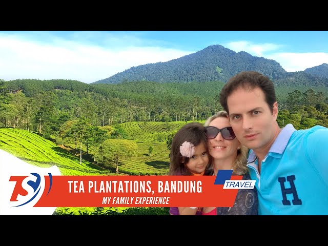 Tea plantations of Bandung, West Java