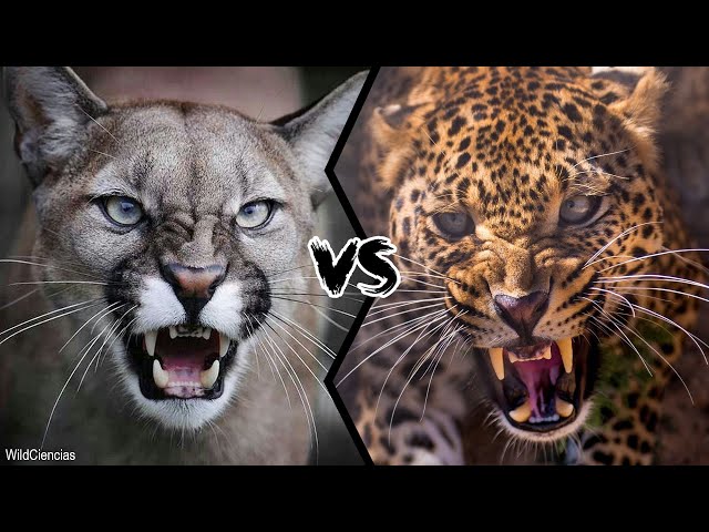 COUGAR VS LEOPARD - Who will win this battle?