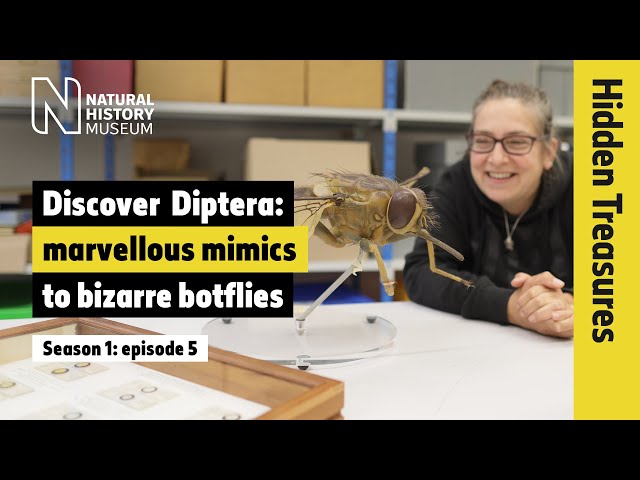 Discover Diptera: marvellous mimics to bizarre botflies | Hidden Treasures | S1 EP5