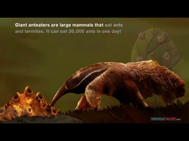 How Many Ants Does an Anteater Eat?  *Science in Seconds*  TurtleDiary.com