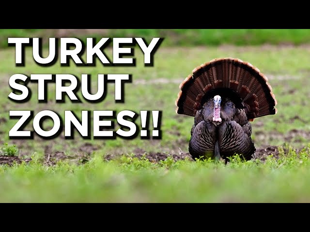 Utilizing Food Plots For Turkey Strut Zones!!