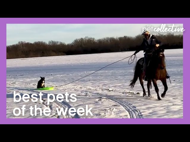 Border Collie Gets a Sleigh Ride | Best Pets of the Week