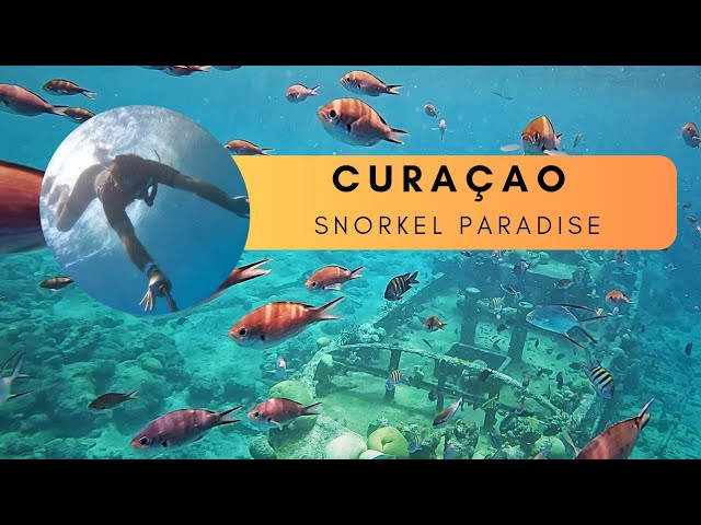 Curaçao Snorkeling: Tugboat Beach & Reef Adventure  Travel-Peter