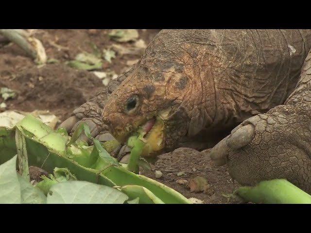 "Super Diego" the Galapagos Tortoise Helped Save His Species