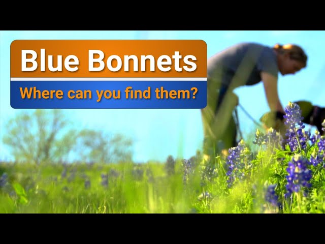Where do you find Blue Bonnets in Texas?
