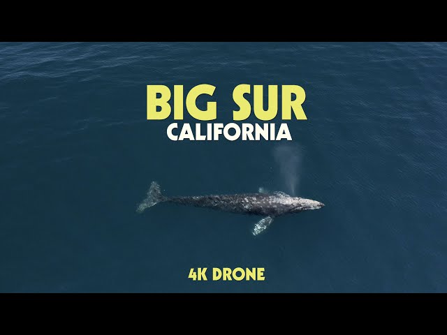 BIG SUR, CALIFORNIA (GRAY WHALE + ELEPHANT SEALS) DRONE 4K