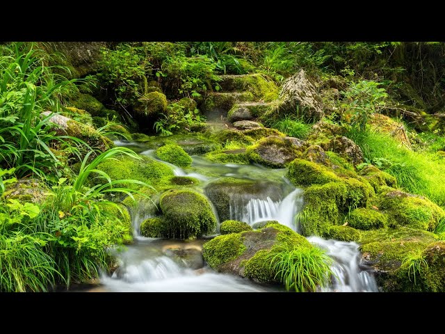 Mossy Paradise - The Sound of Gentle Stream Flowing Down a Terraced Moss Carpet