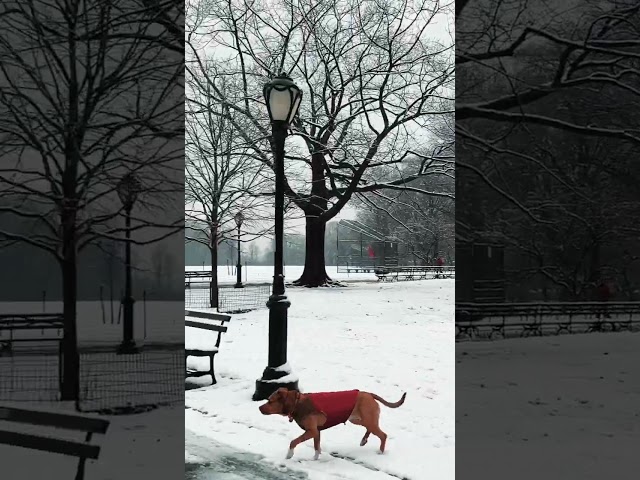 Central Park Dogs Are Built Different