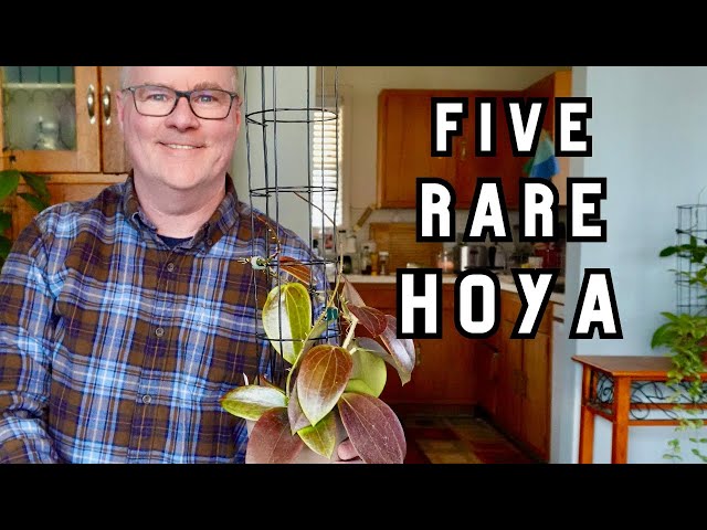 Level-up your Hoya game with 5 unique plants, Ep. 4