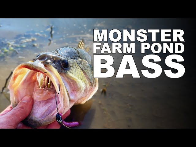 How-to Catch BIG Farm Pond Bass Early