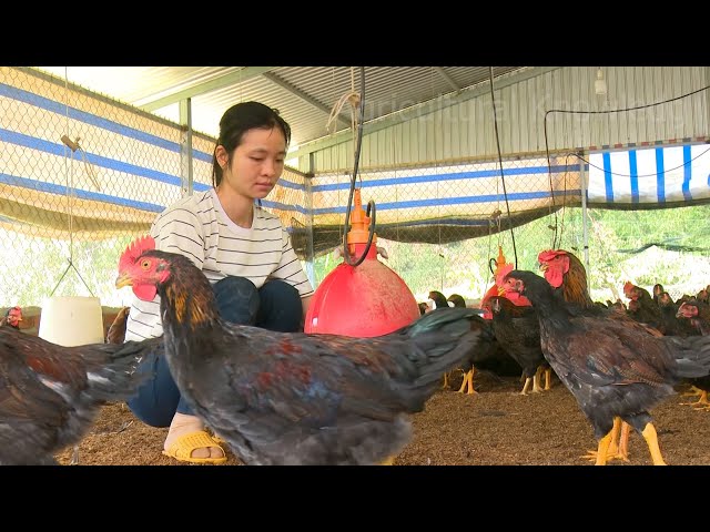 How do farmers raise tens of thousands of chickens on a farm? | agricultural knowledge