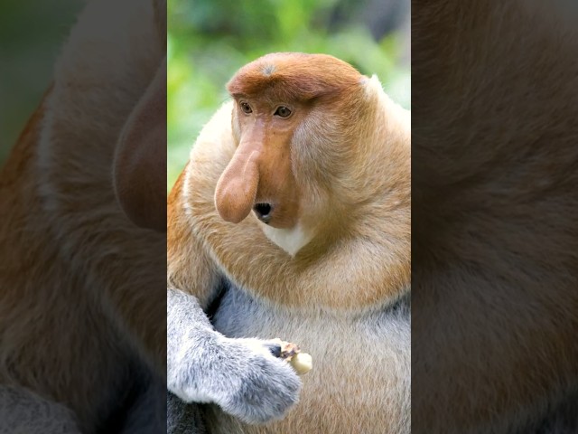 چرا دماغ این میمون اینقدر آویزونه؟