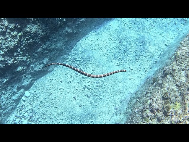 Sea Snakes of the South Pacific