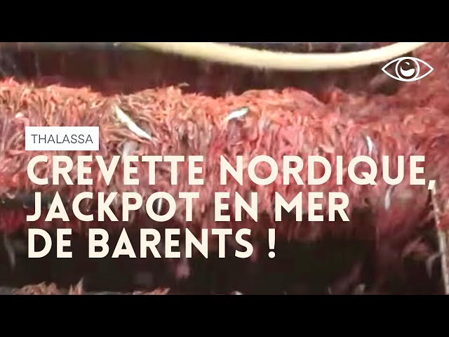 Crevette nordique : jackpot en mer de Barents ! Thalassa