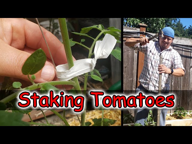 Staking Tomatoes - Garden Quickie Episode 2