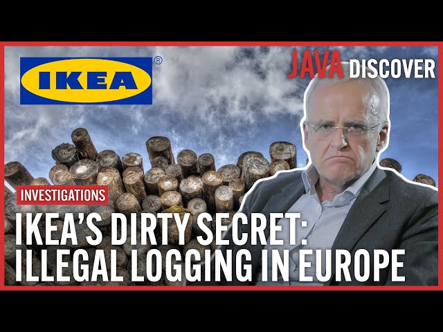 The Real Cost of IKEAs Cheap Wood: Secrets of the Wood Industry | Investigative Documentary