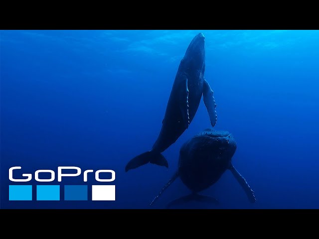 GoPro: The Raw Beauty of Our Planet Earth in 4K