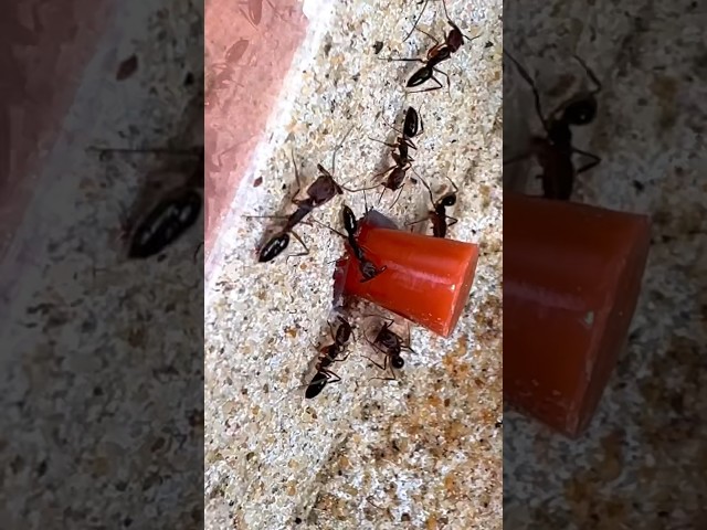 Cleaning My Ant Farm | Trapjaw Ants (Odontomachus ruginodus)