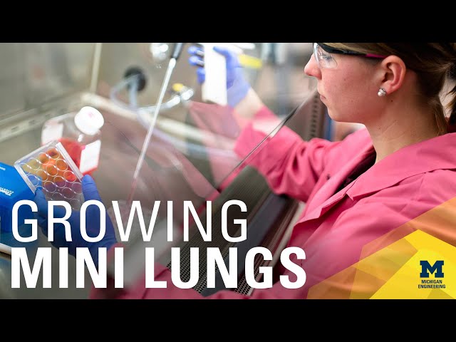 Growing lung organoids in biomaterial scaffold