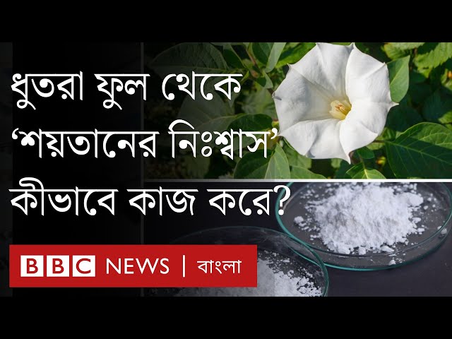 শয়তানের নিঃশ্বাস: প্রতারণার নতুন এই ফাঁদ সম্পর্কে যা জানা যাচ্ছে | BBC Bangla