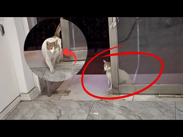 The pregnant mother cat stayed at the shop entrance, seeking a warm shelter for her unborn kittens