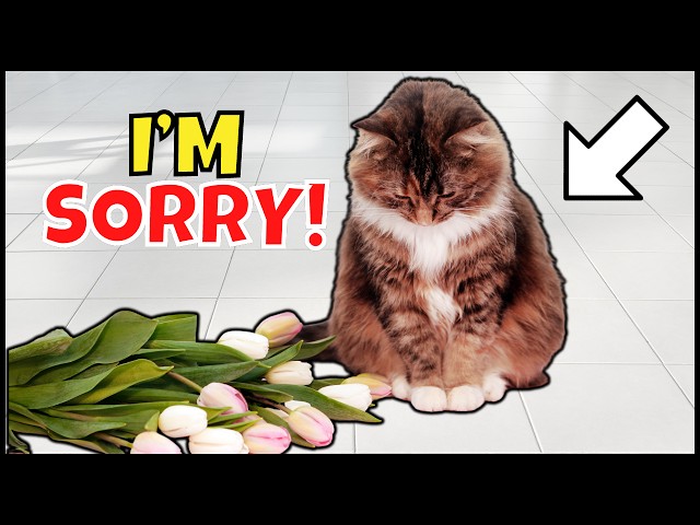 6 Ways Cats Apologize To Their Humans