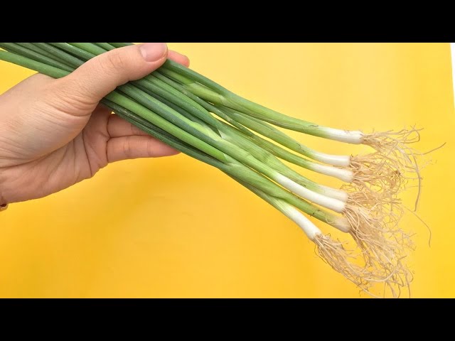 How to Store Spring Onion for Months - Win Tips
