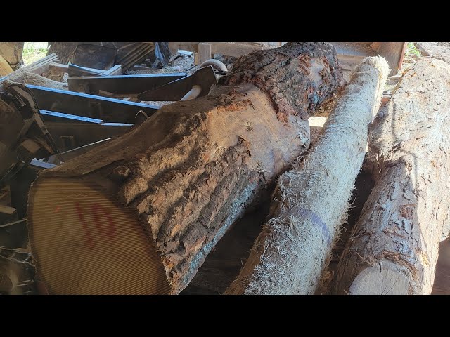 Milling a somewhat nasty chestnut oak log