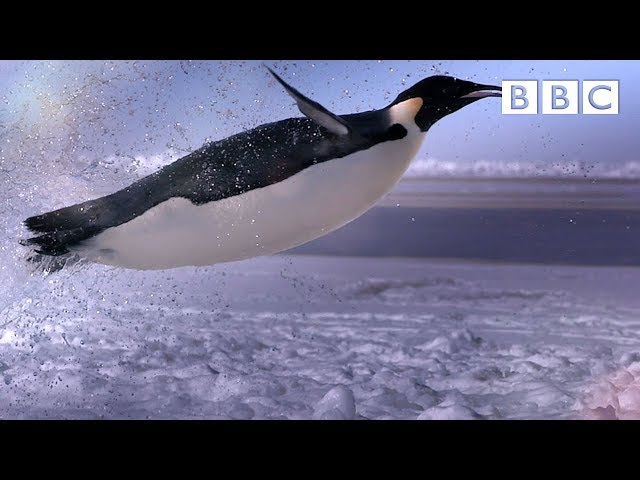 How does a penguin launch itself from the sea? - The Wonder of Animals | BBC