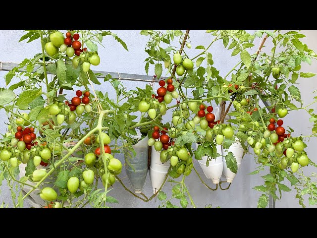 Unexpectedly, Growing Tomatoes at home is so easy and so many fruits