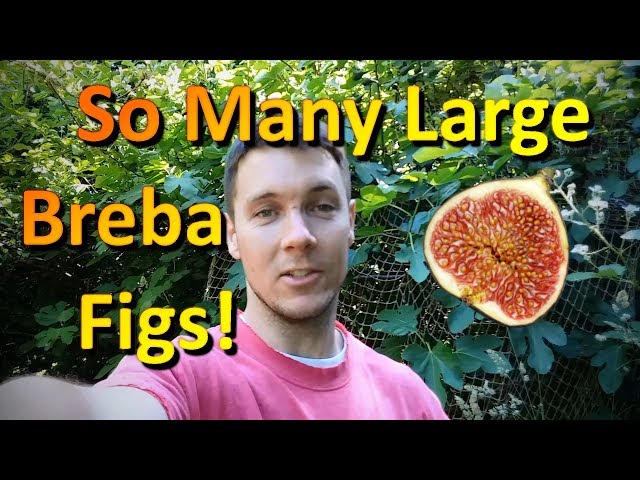 Homestead Fig Tree Update Part 2 | So Many Large Breba Figs