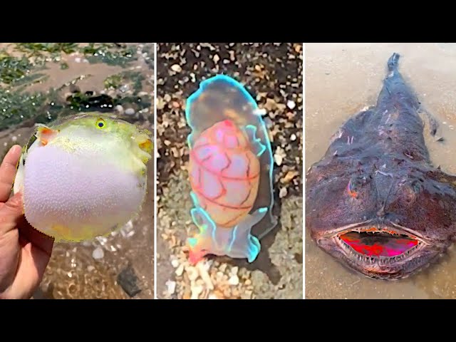 Skilled Asian Fishermen Catching Sea Creatures and Seafood #3 | Baby Alligator, Neon Snail, Seahorse