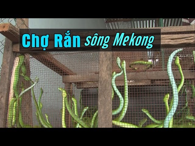 Vietnam - Cambodia border snake market
