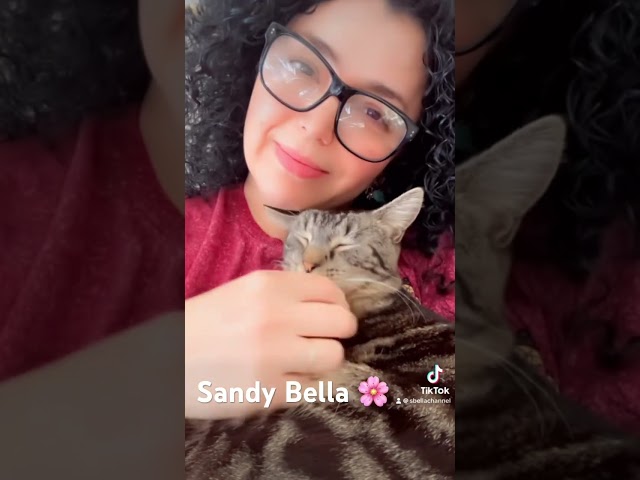 Amo A Los Gatitos | Sandy Bella