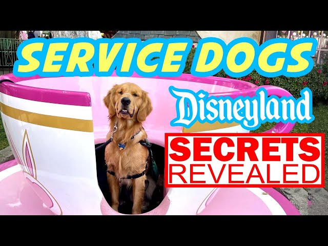Dogs At Disney | Yep Dogs Can Ride At Disneyland