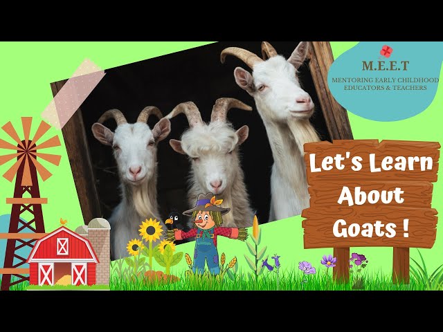 Let's Learn About Goats!online preschool learning videos for kids