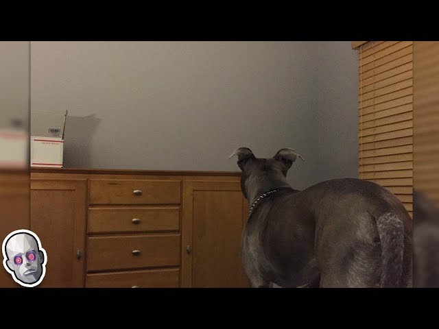 5 Dogs That Saw Something Their Owners Couldn’t See