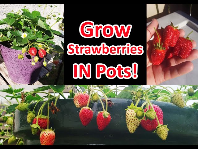 Growing Strawberries In Pots Or Containers!