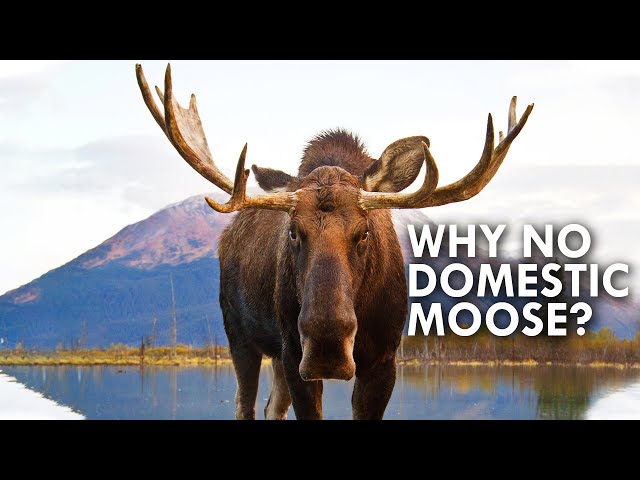 Why Are There No Domestic Moose?