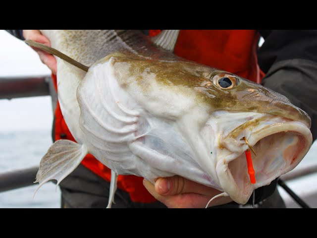 Rhode Island Cod Fishing | S10 E5