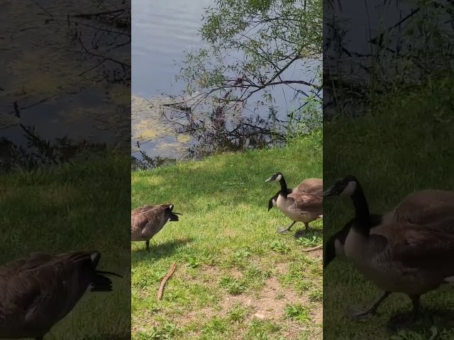 The Geese of Shadow Lake