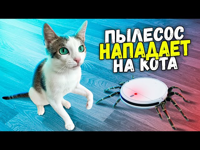 100 часов с котом «Немишкой» из прошлого выпуска. Робот-пылесос нападает на «Немишку» / SANI vlog