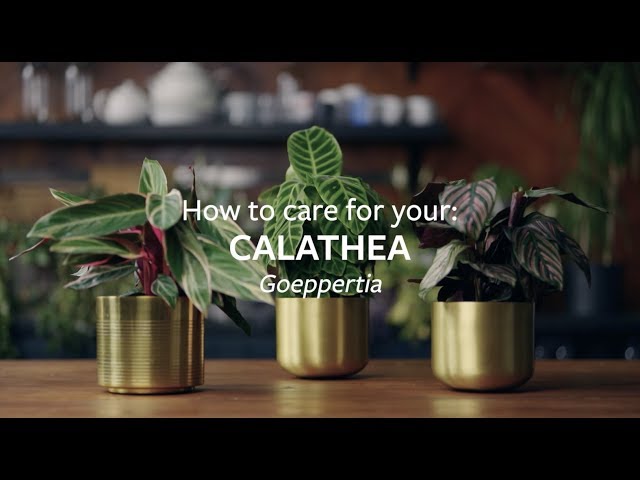 How to care for your Calathea | Grow at Home | RHS